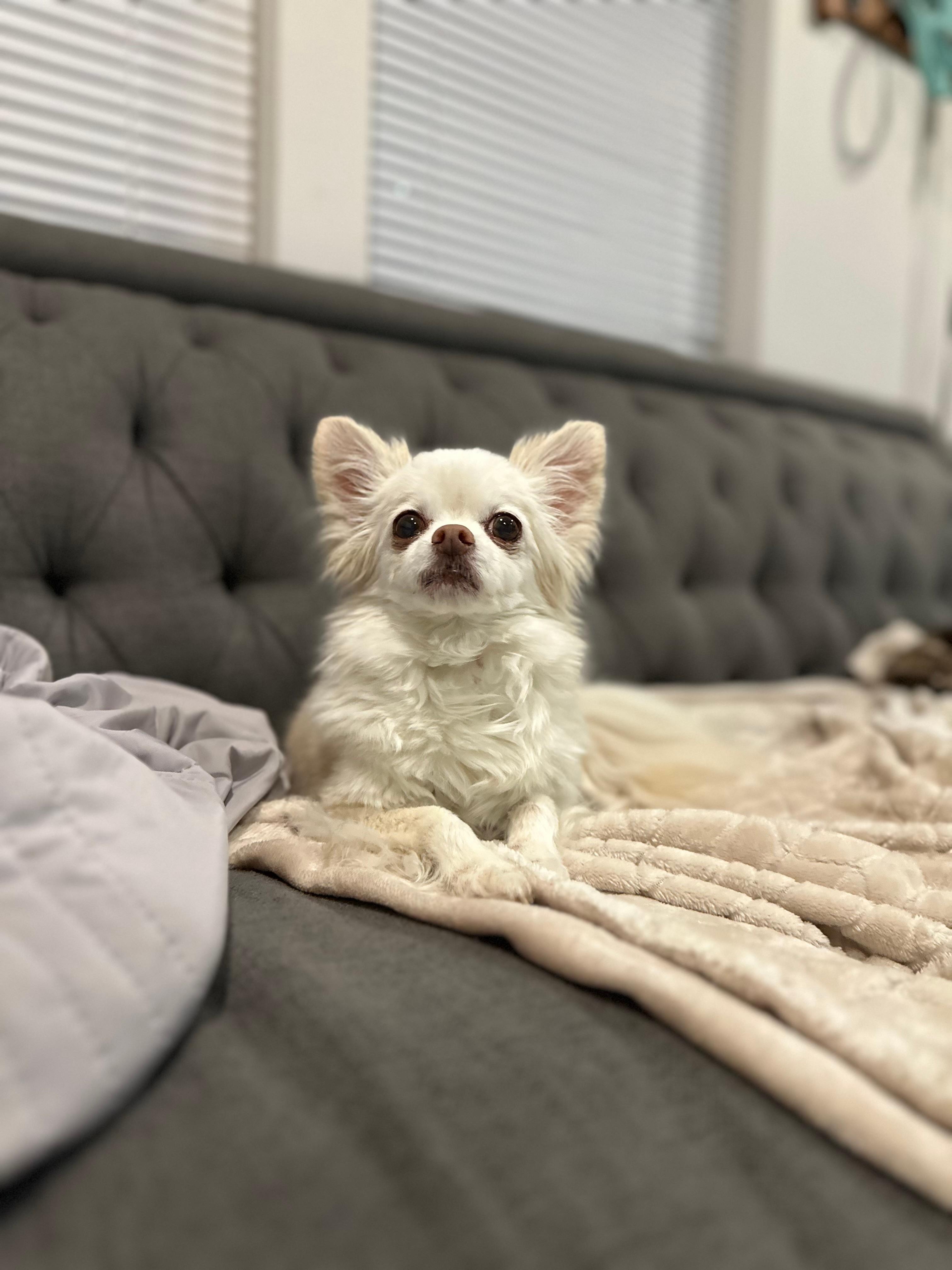 Lessa dog relaxing after a long day