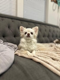Lessa dog relaxing after a long day