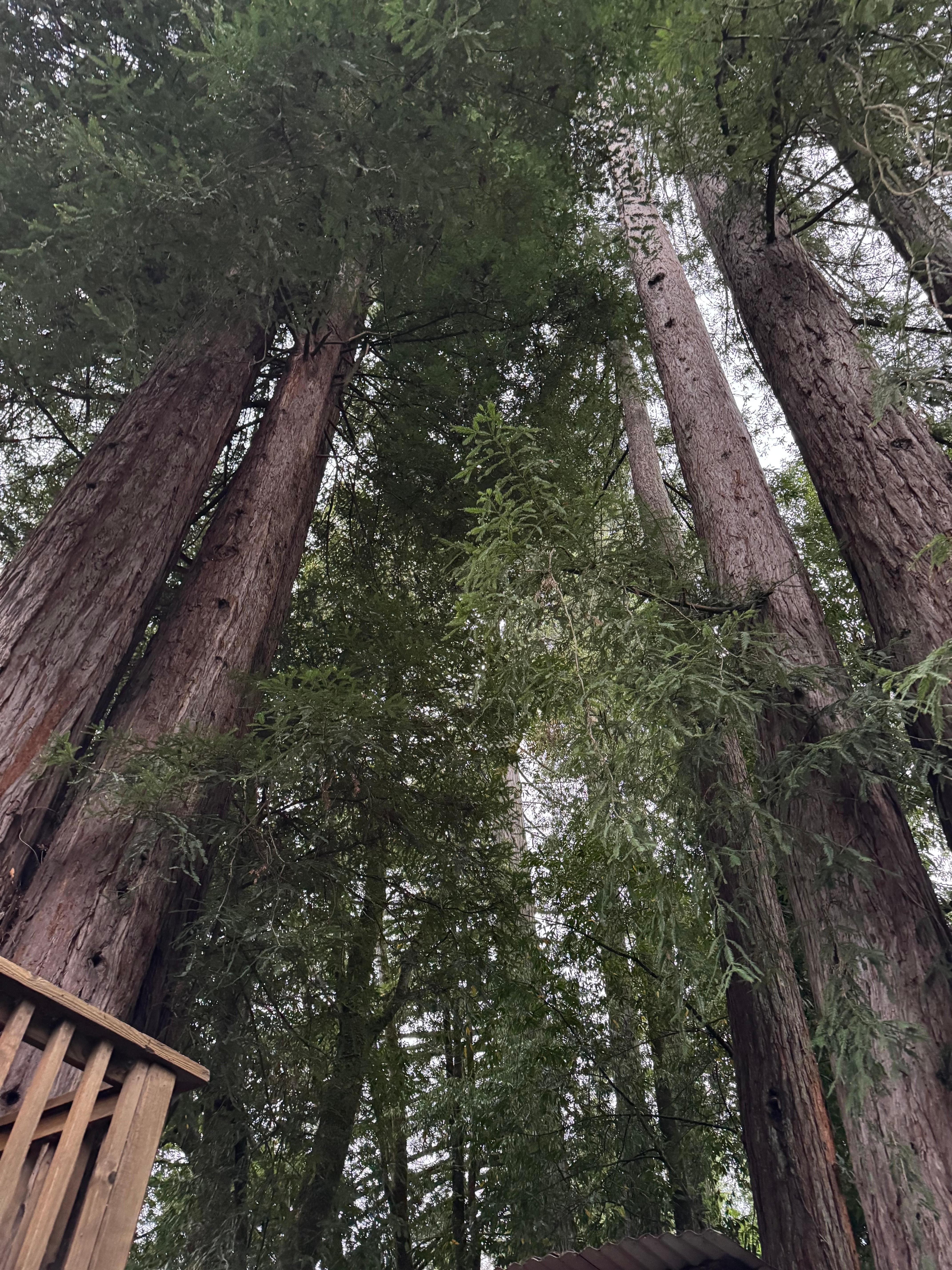Gorgeous trees surrounding the cabin.