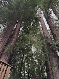 Gorgeous trees surrounding the cabin.