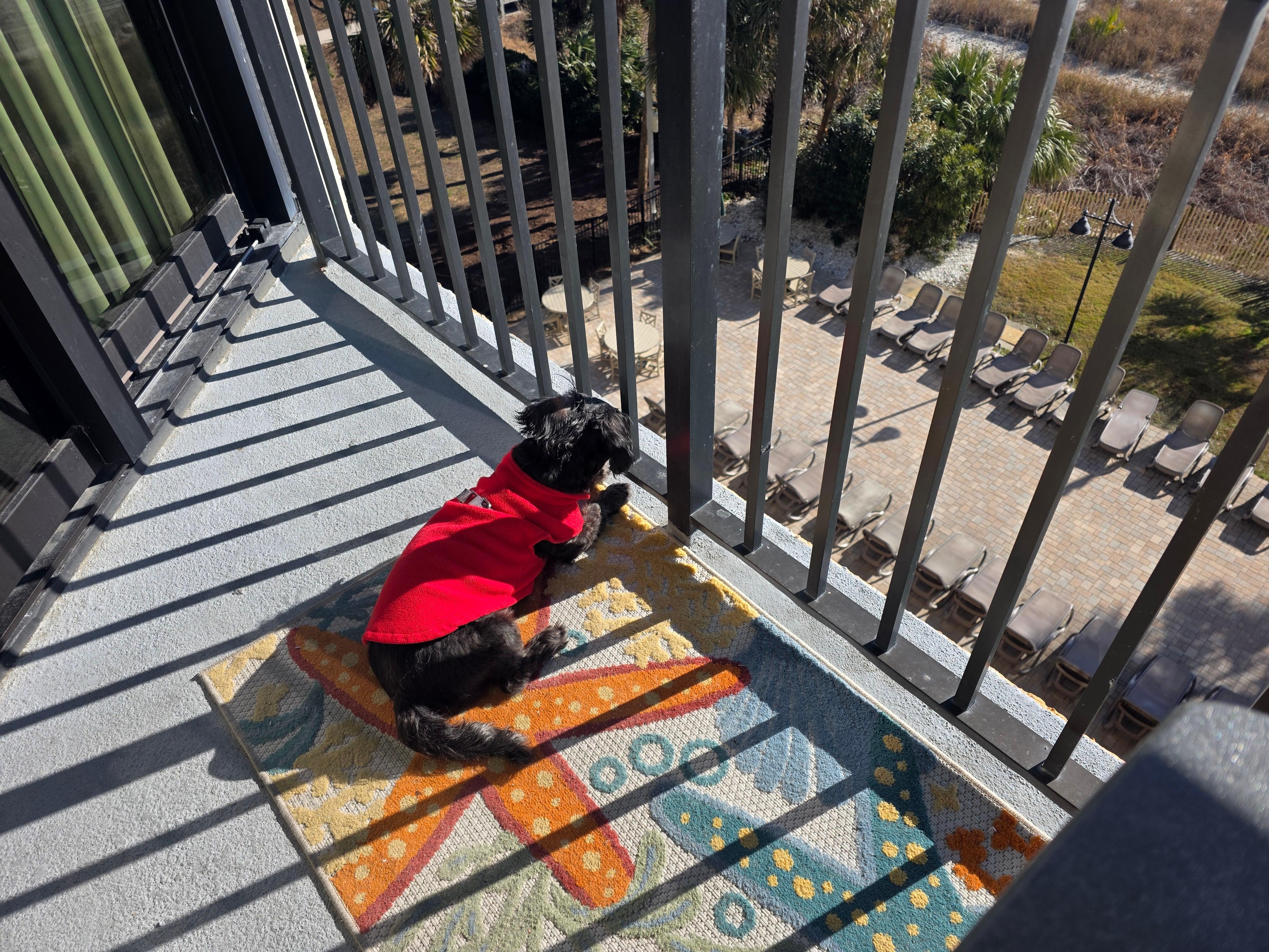 Our pup enjoyed the balcony as much as we did! Pub-height balcony furniture was  a plus!