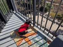 Our pup enjoyed the balcony as much as we did! Pub-height balcony furniture was a plus!