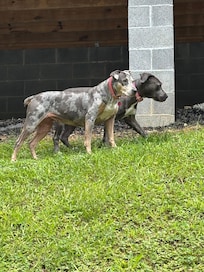 Bayou and Gracey enjoying the outdoors!