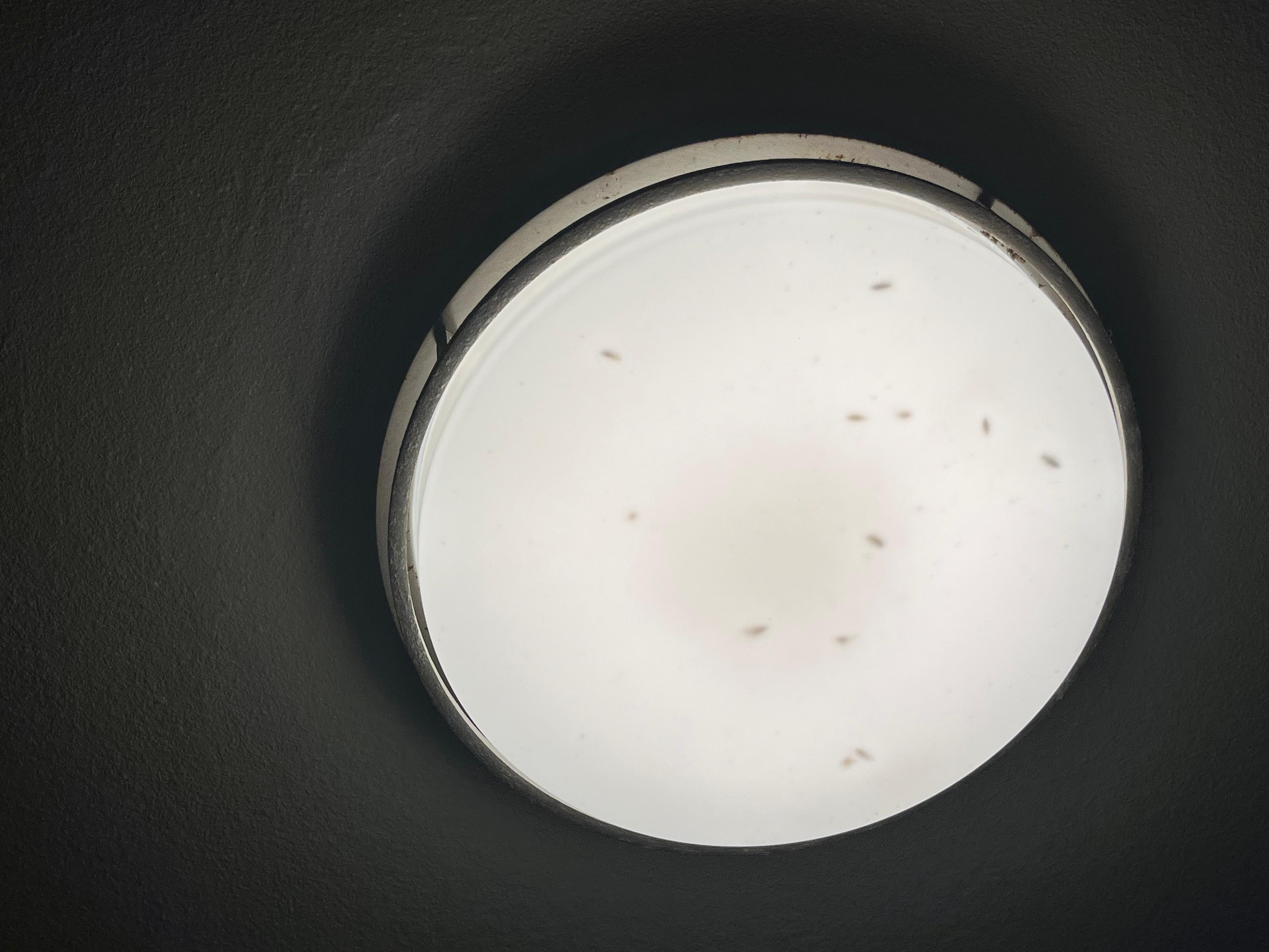 Bugs flying and dead in light 