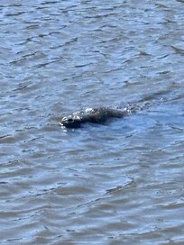 Our daily manatee visit