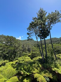 View from the Treehouse