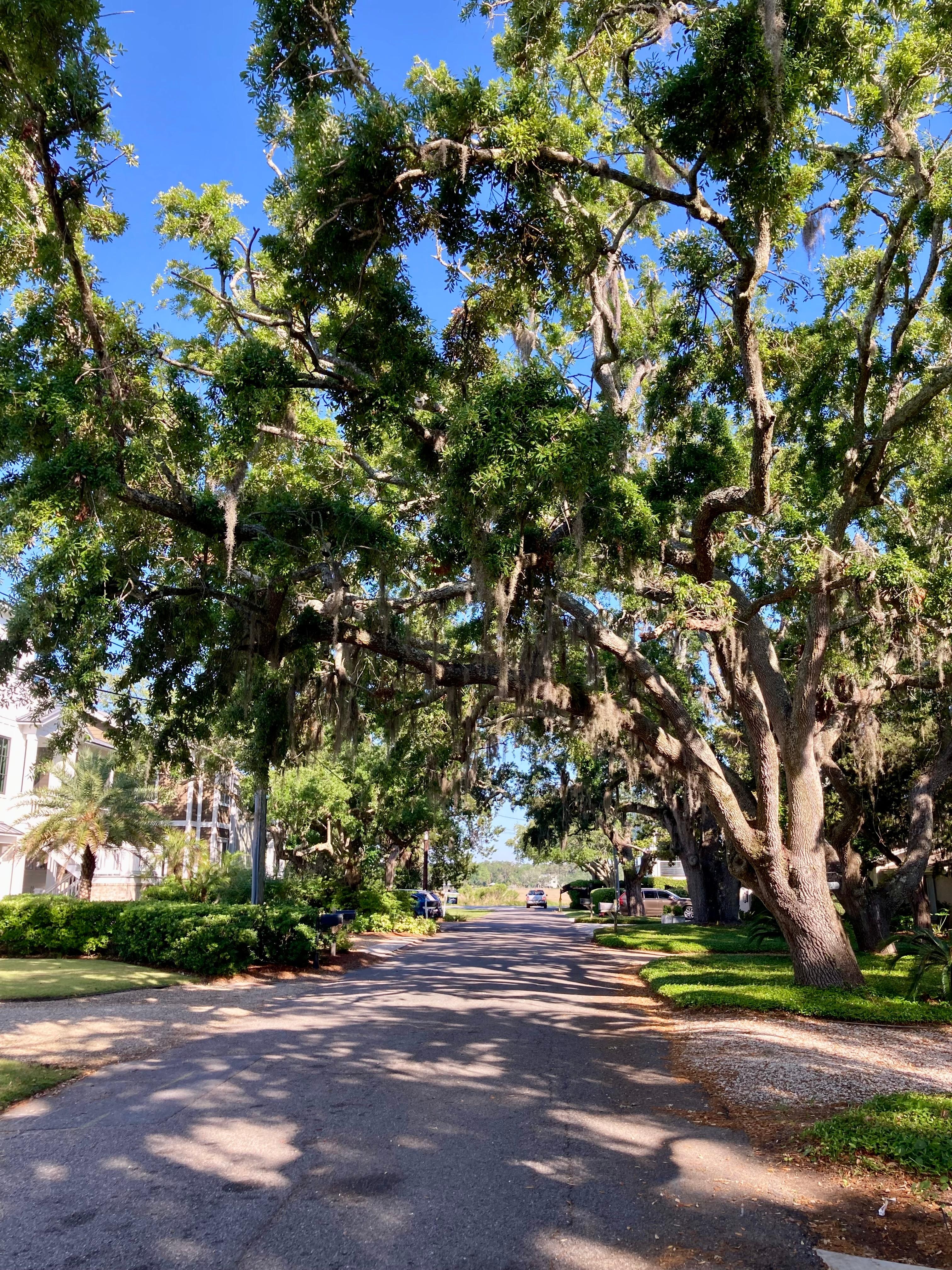 Mossy oaks