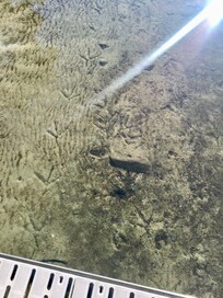 Heron prints