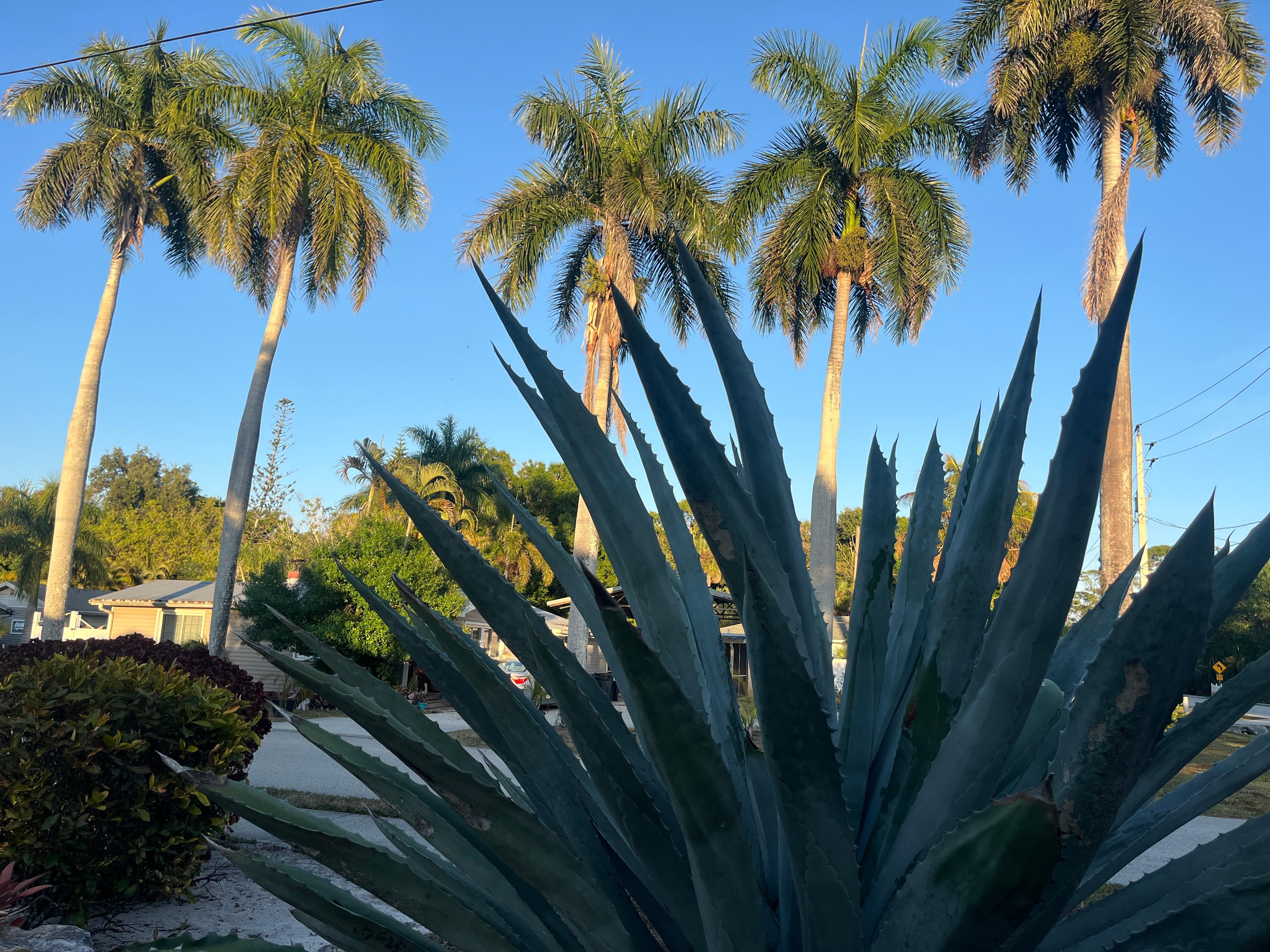 View from front yard