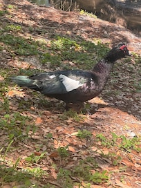 Ducks to feed