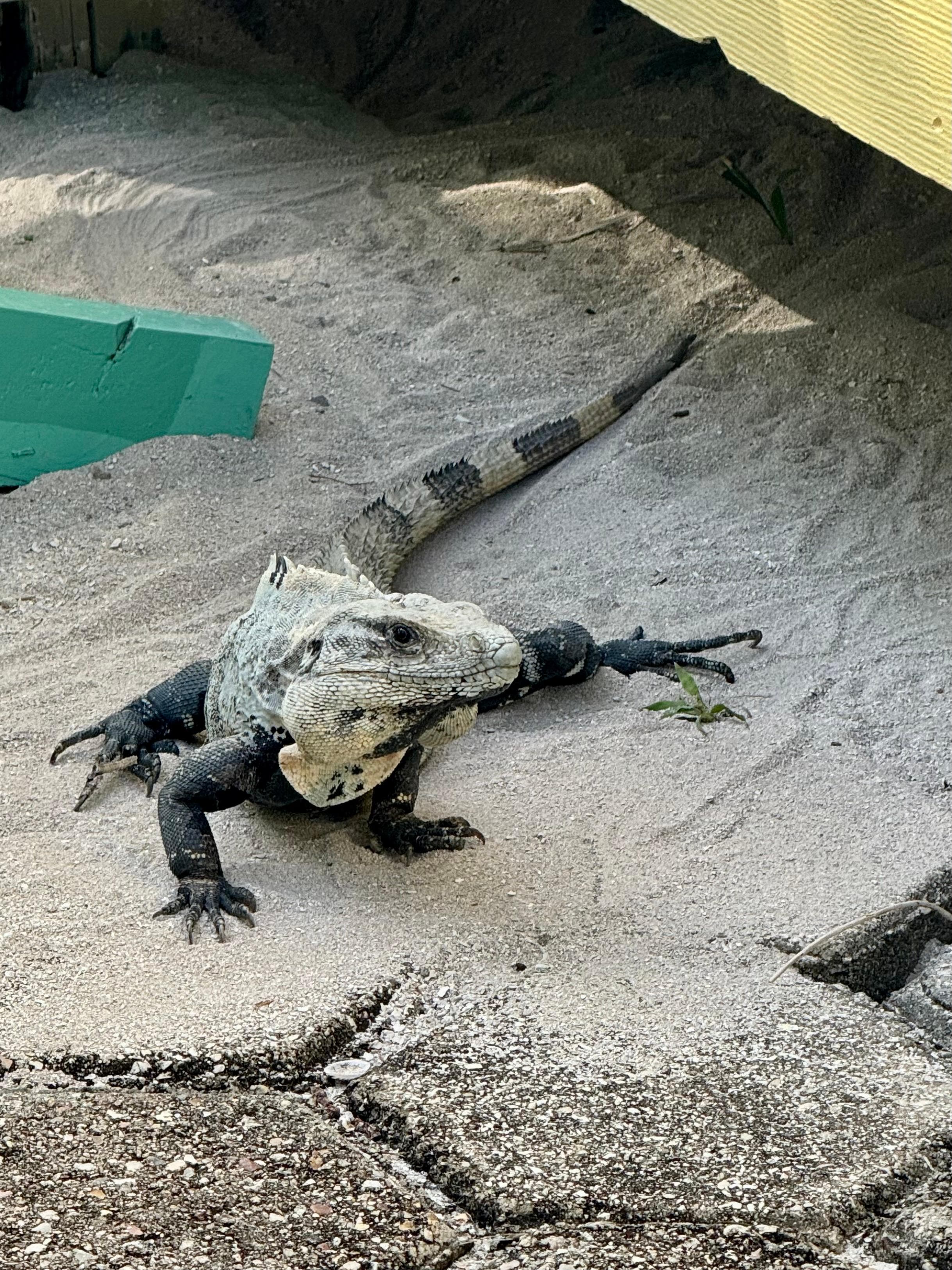 Every bungalow comes with its own iguana (or so it seems)