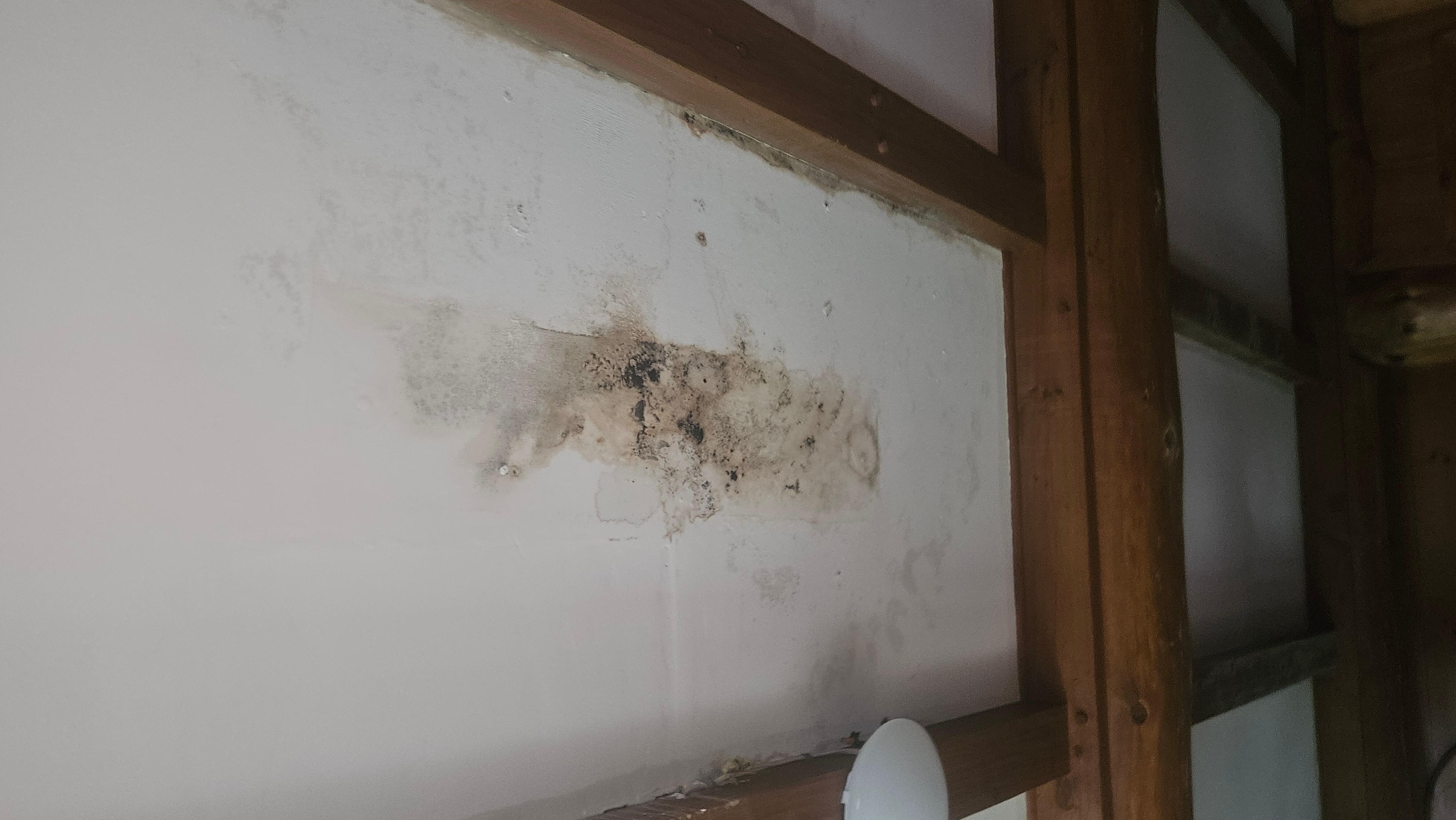 Black mold in the lodge Ceiling 