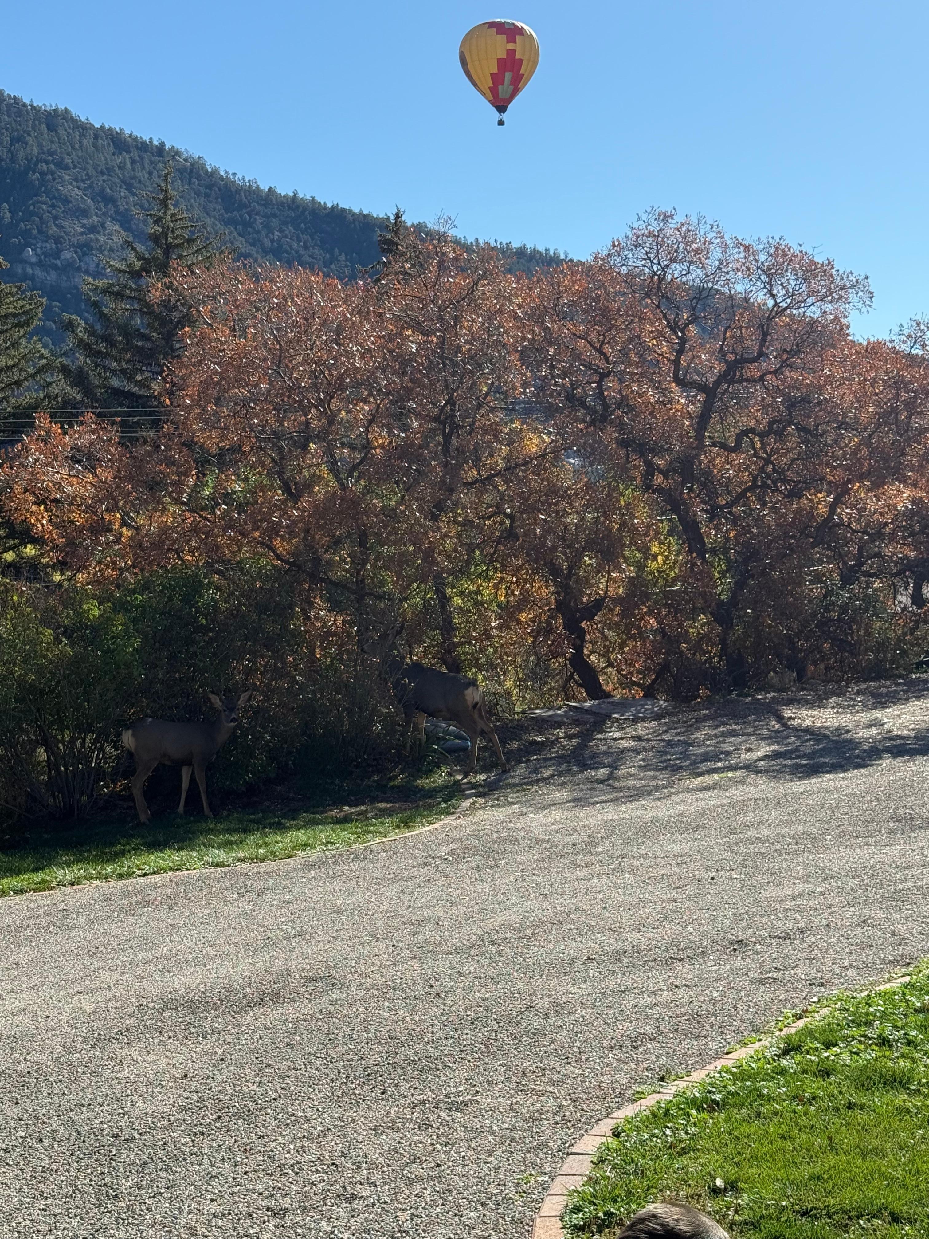 Morning deer and hot air balloons 