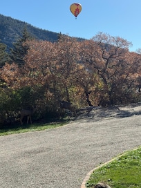 Morning deer and hot air balloons