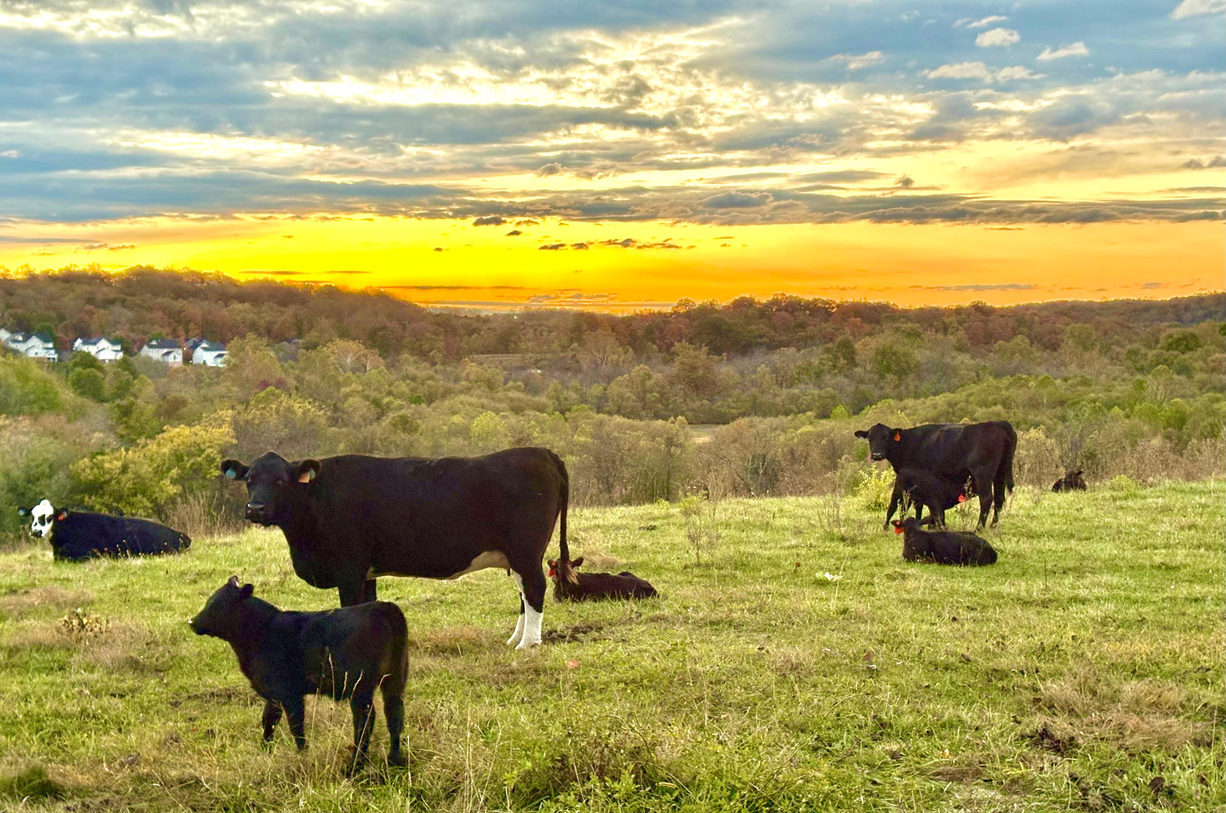 The morning sunrise over the pasture.