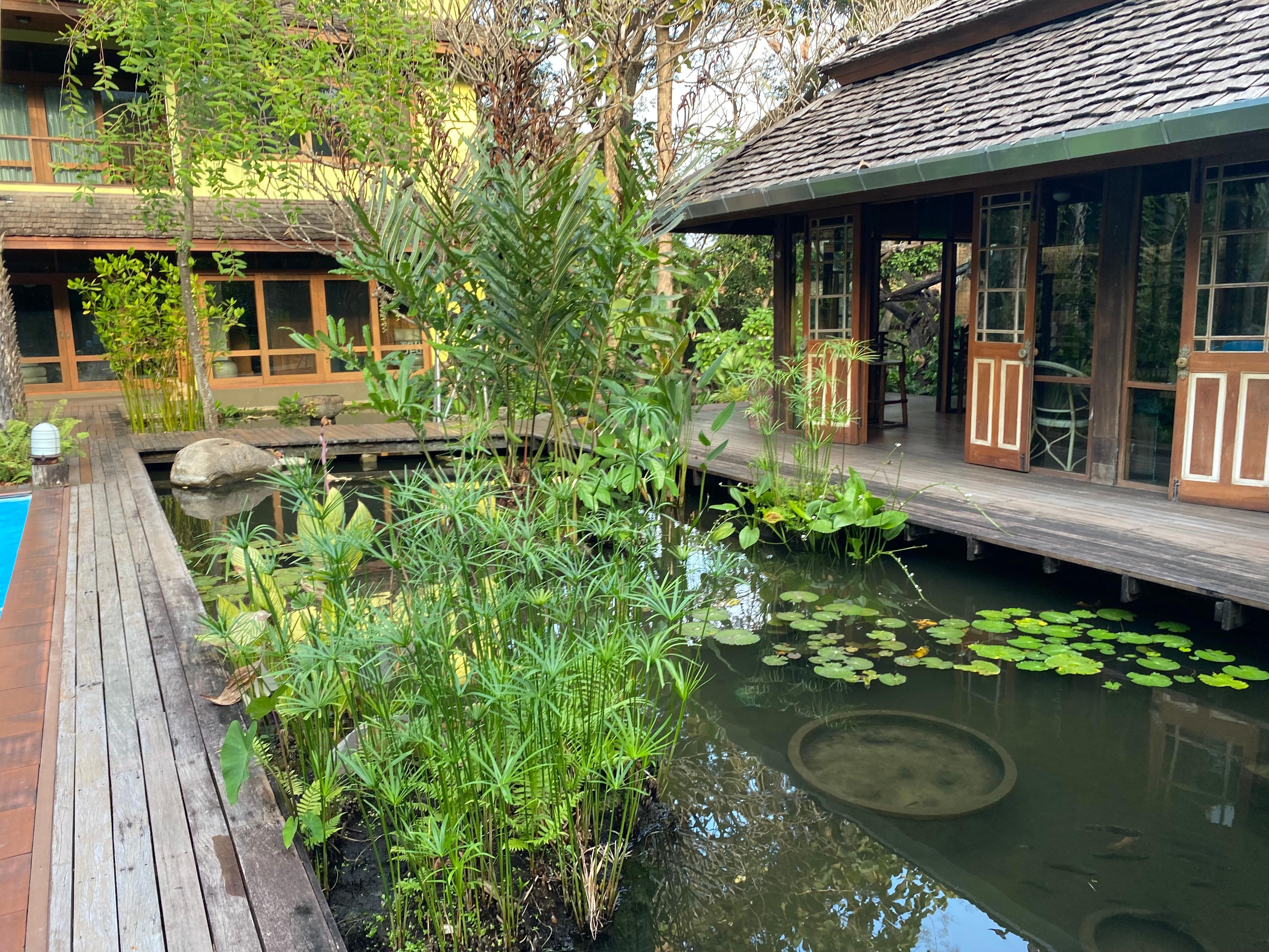 プール横の池にはコイが泳いでいました。