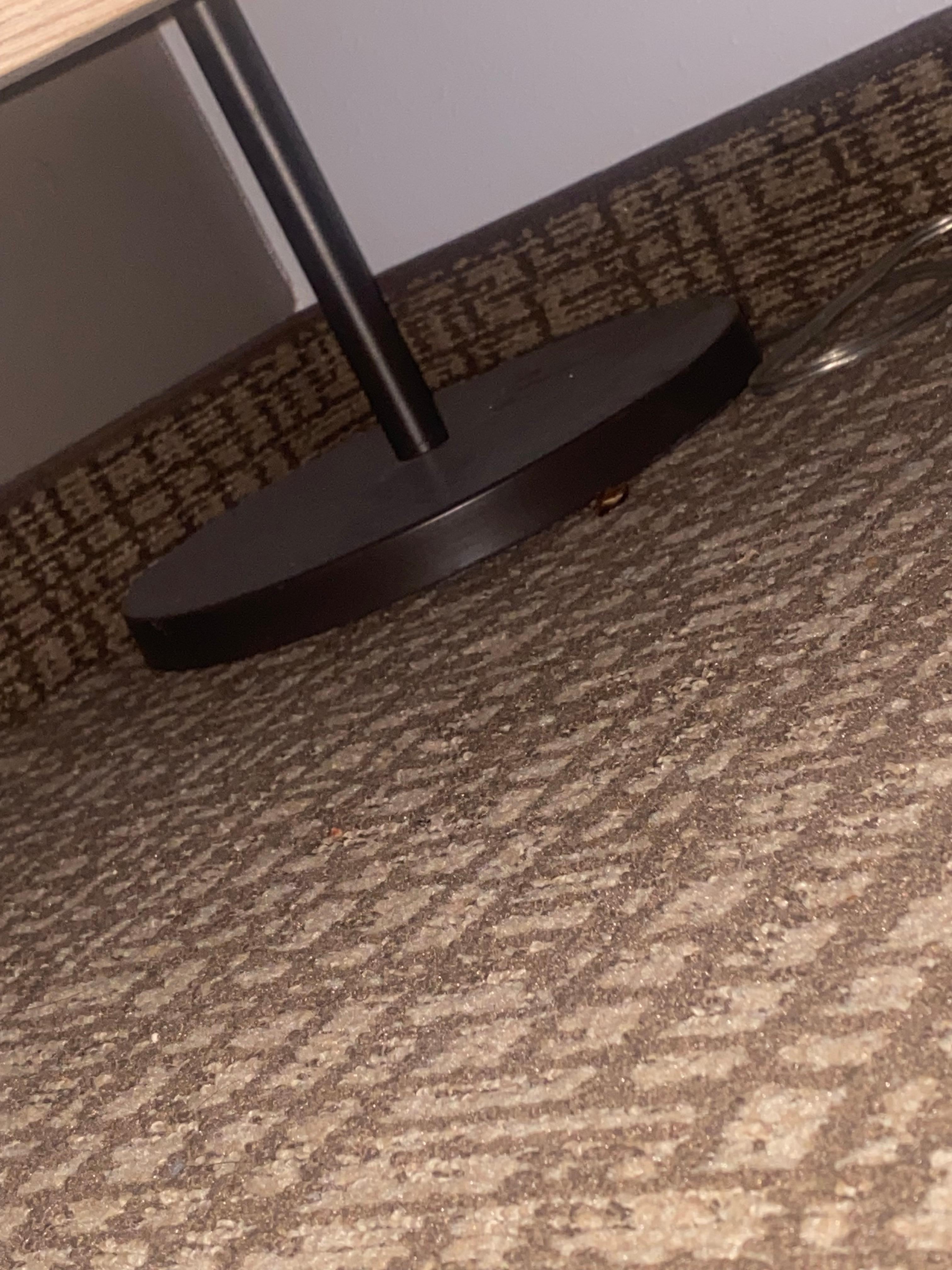 Dead roach found under chair next to bed 