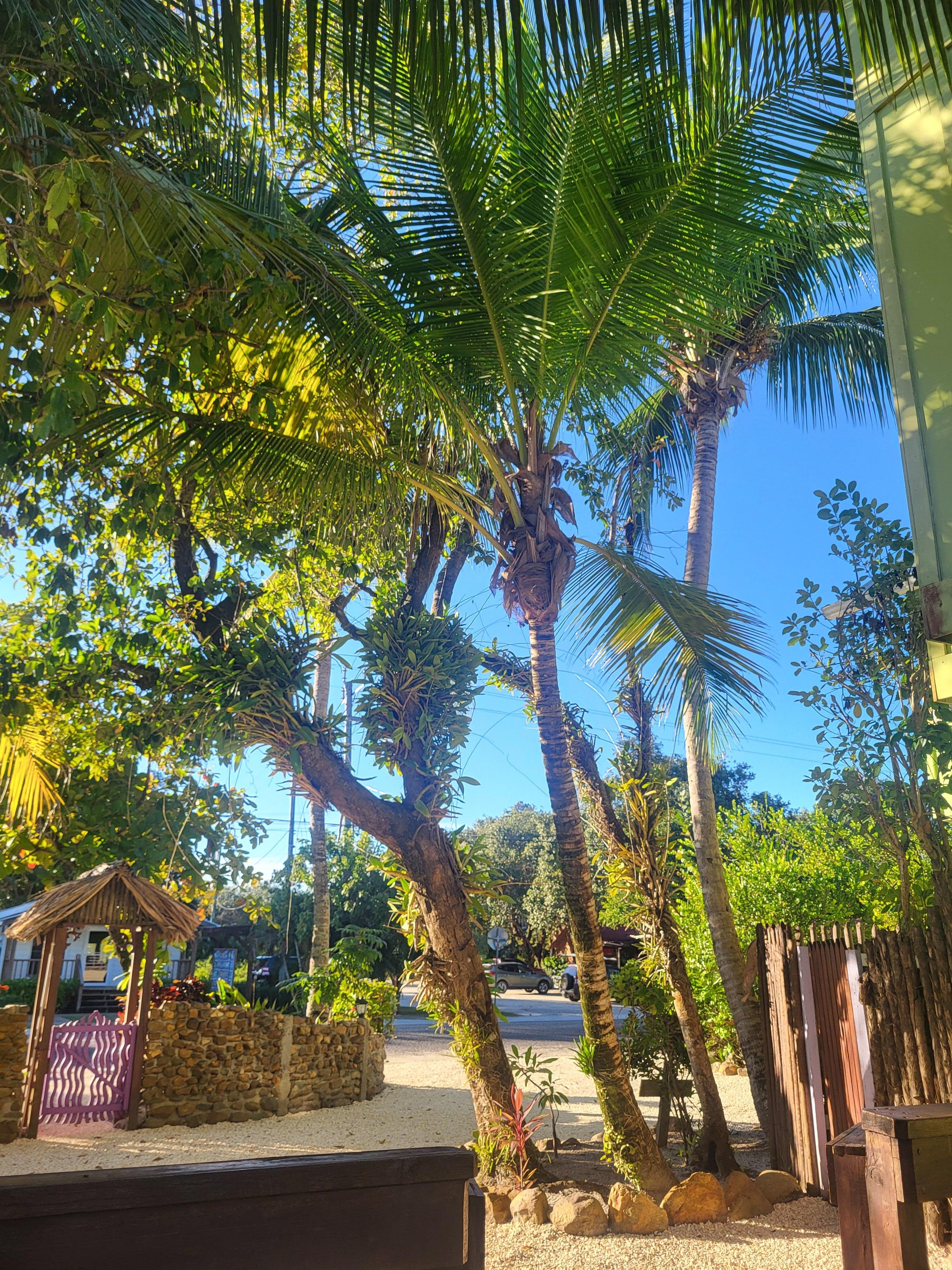 Beautiful front yard