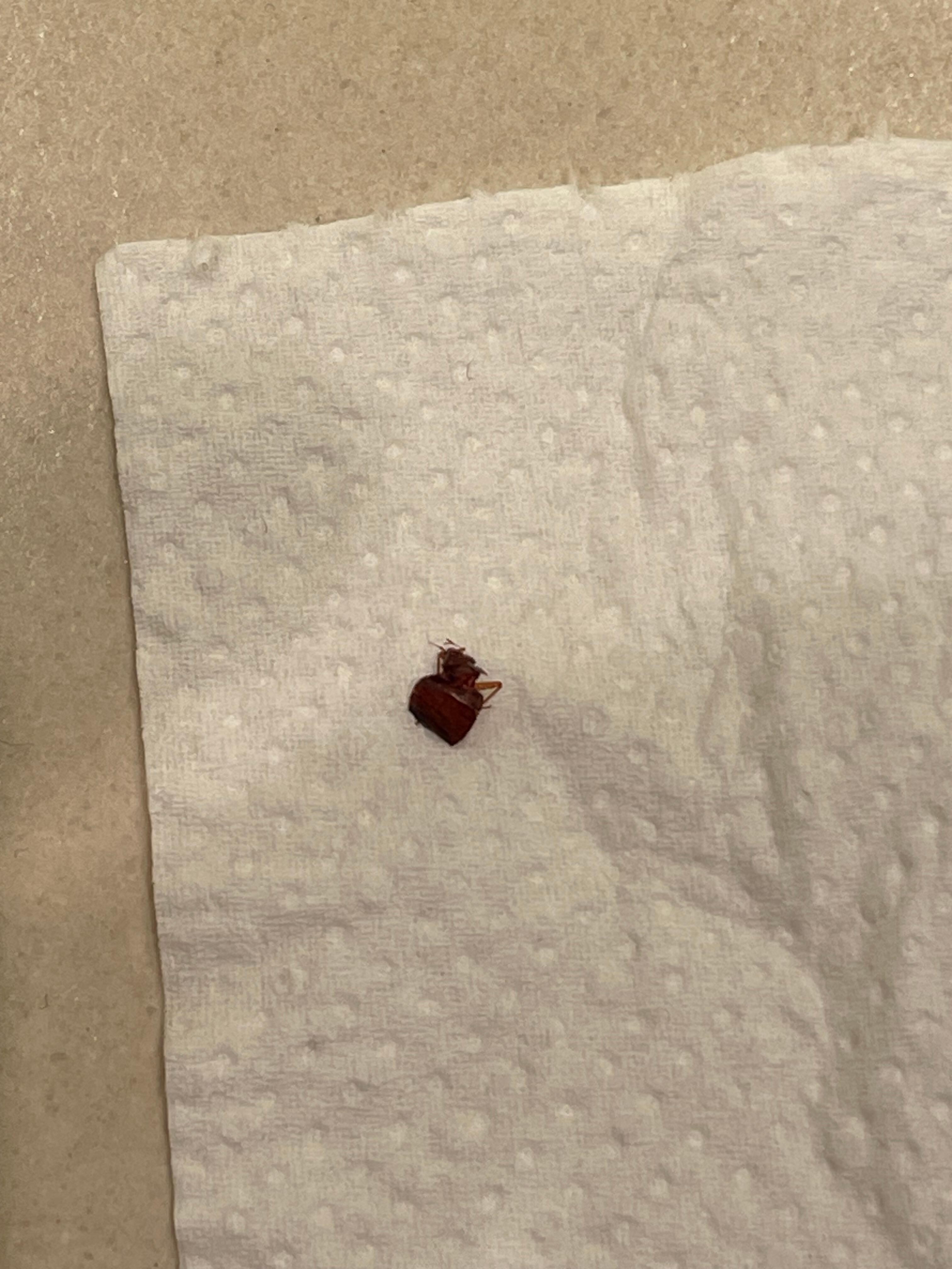 The bed bug that bit me