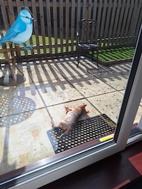 One of our dogs enjoying the garden.