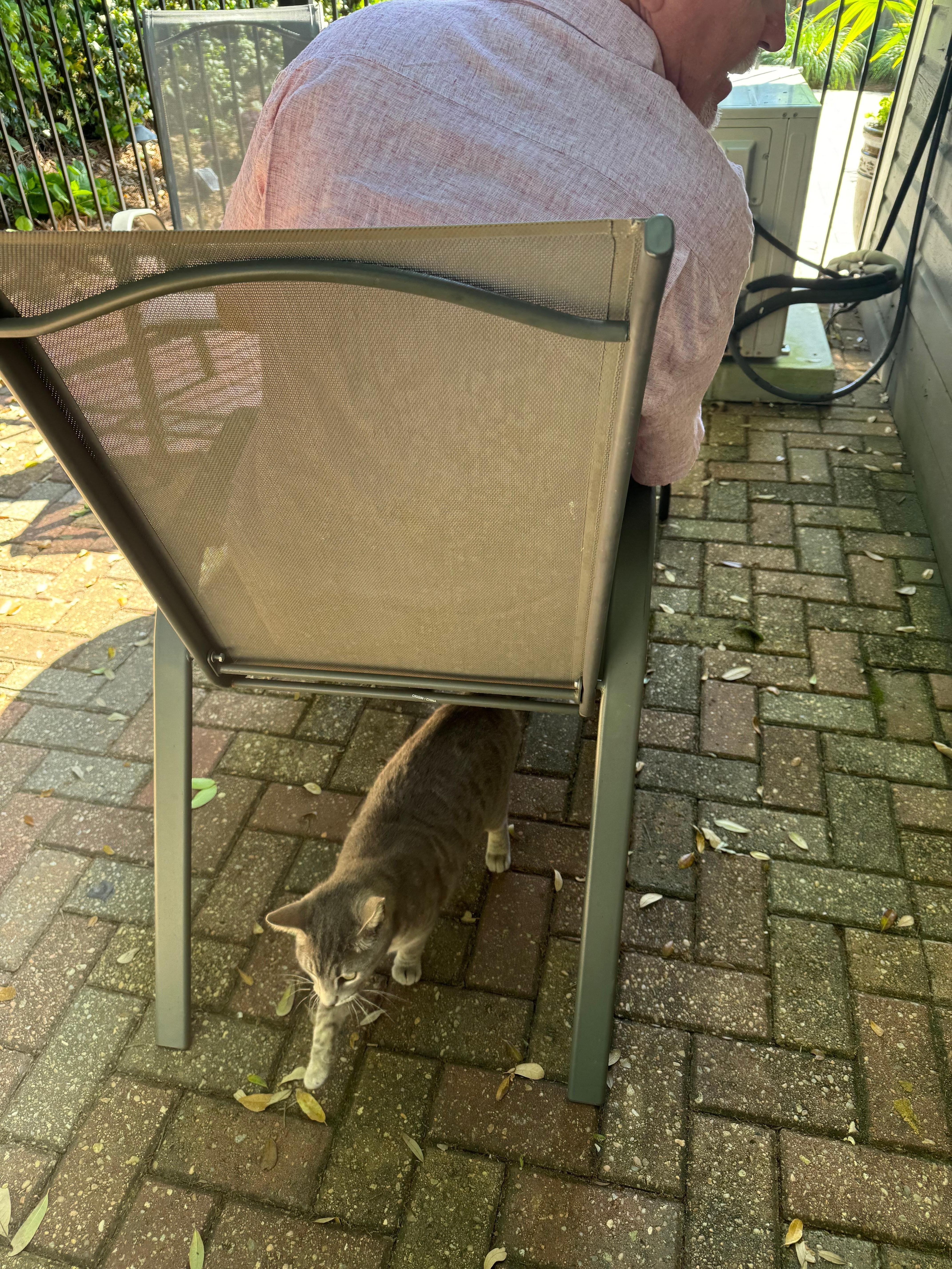 Rollie the kitty
