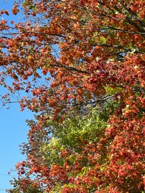 More lovely color