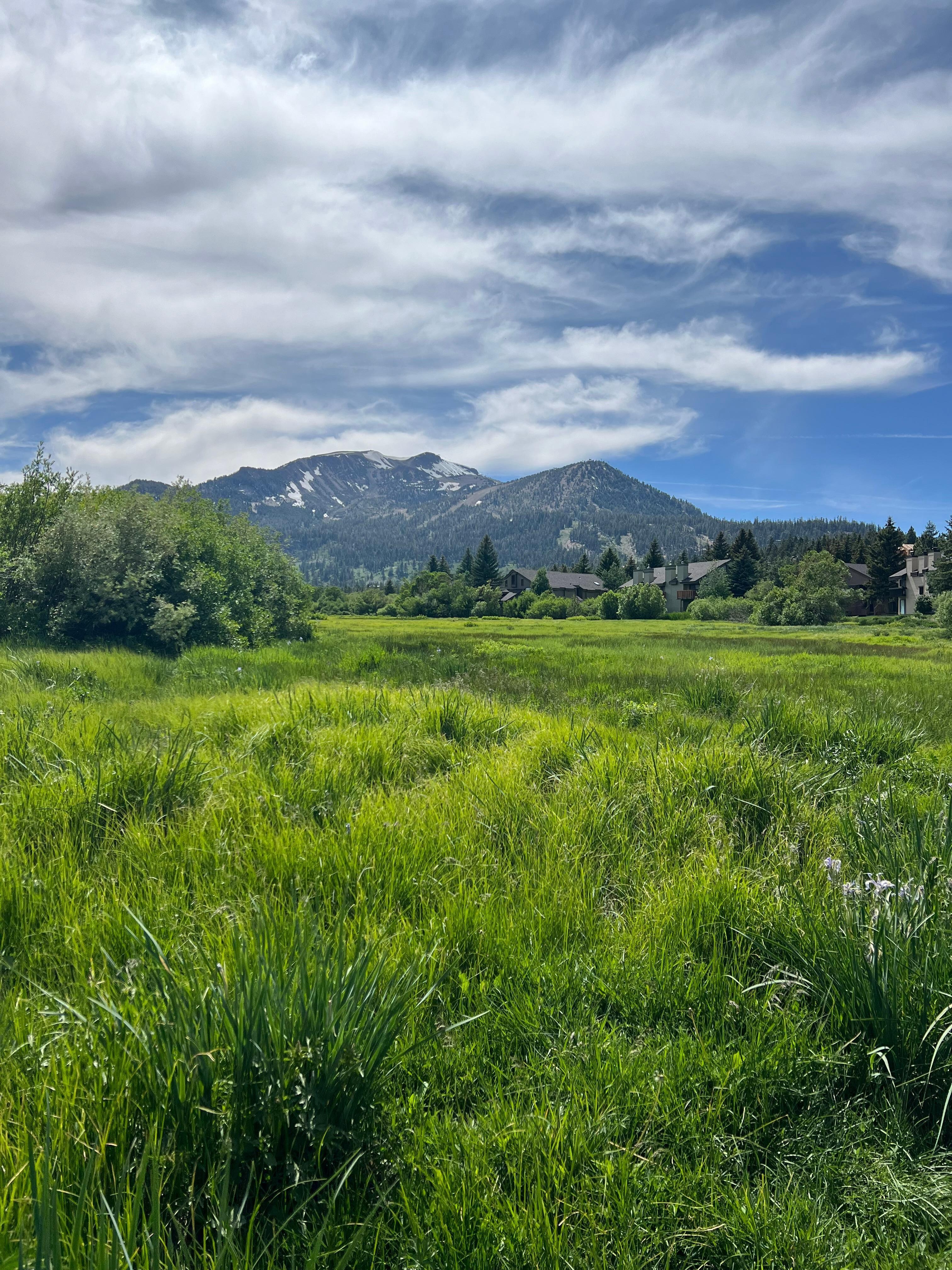 Gorgeous meadow steps away from your back door!