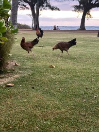 Overly curious chickens