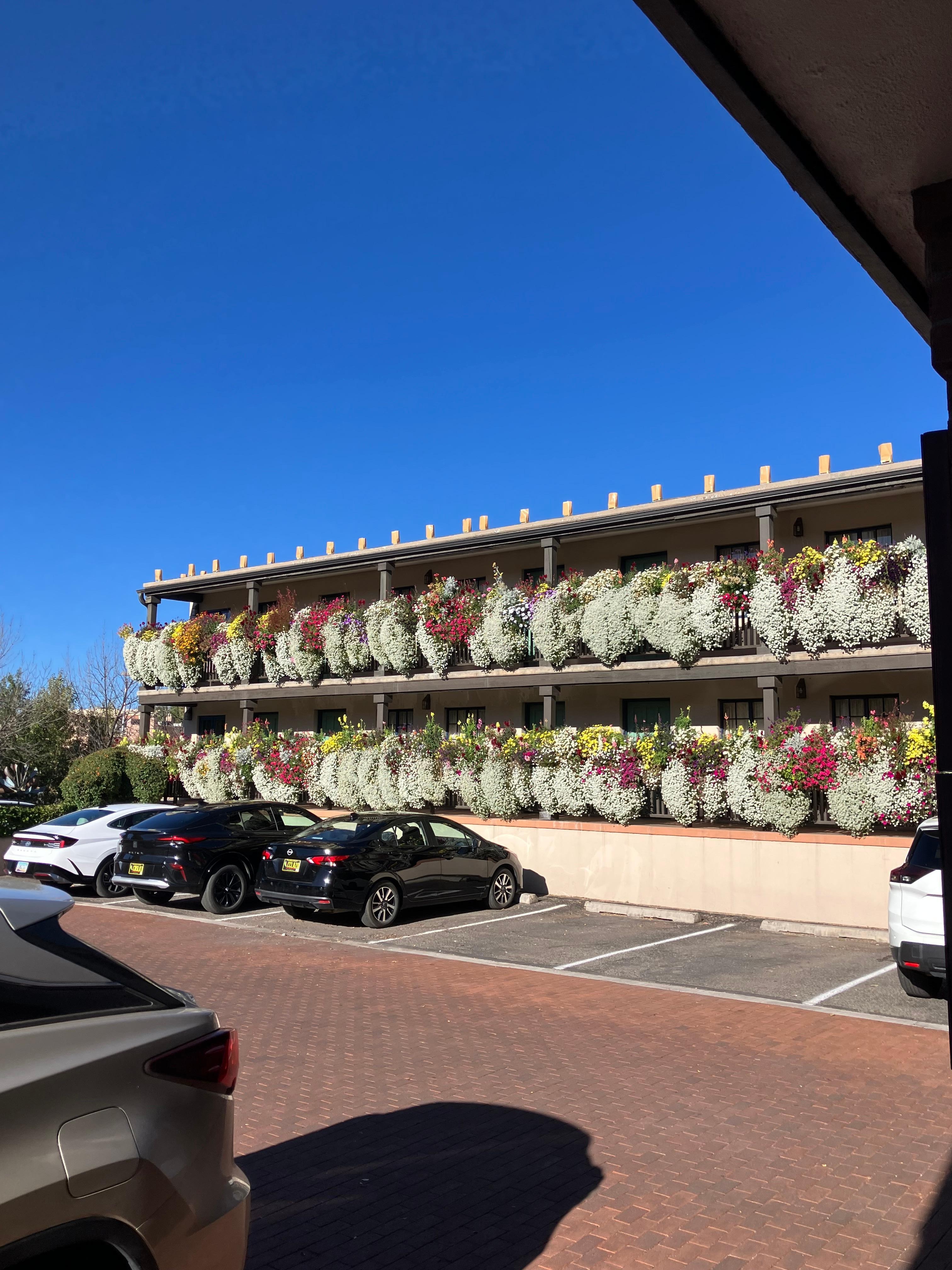 These flowers are AMAZING!