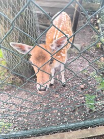 Tierpark ganz in der Nähe.