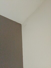 Bugs smashed on walls