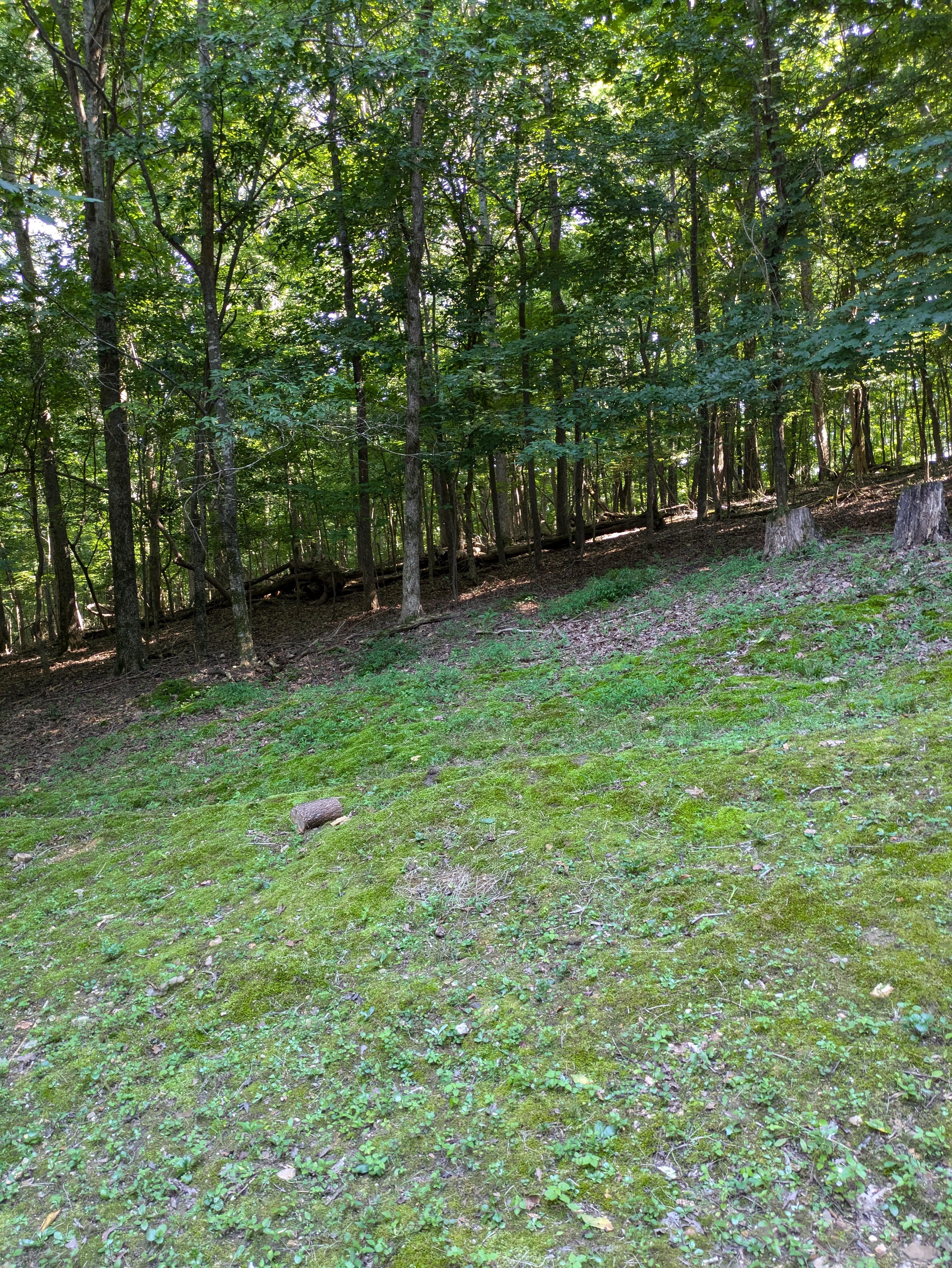 Side lawn
