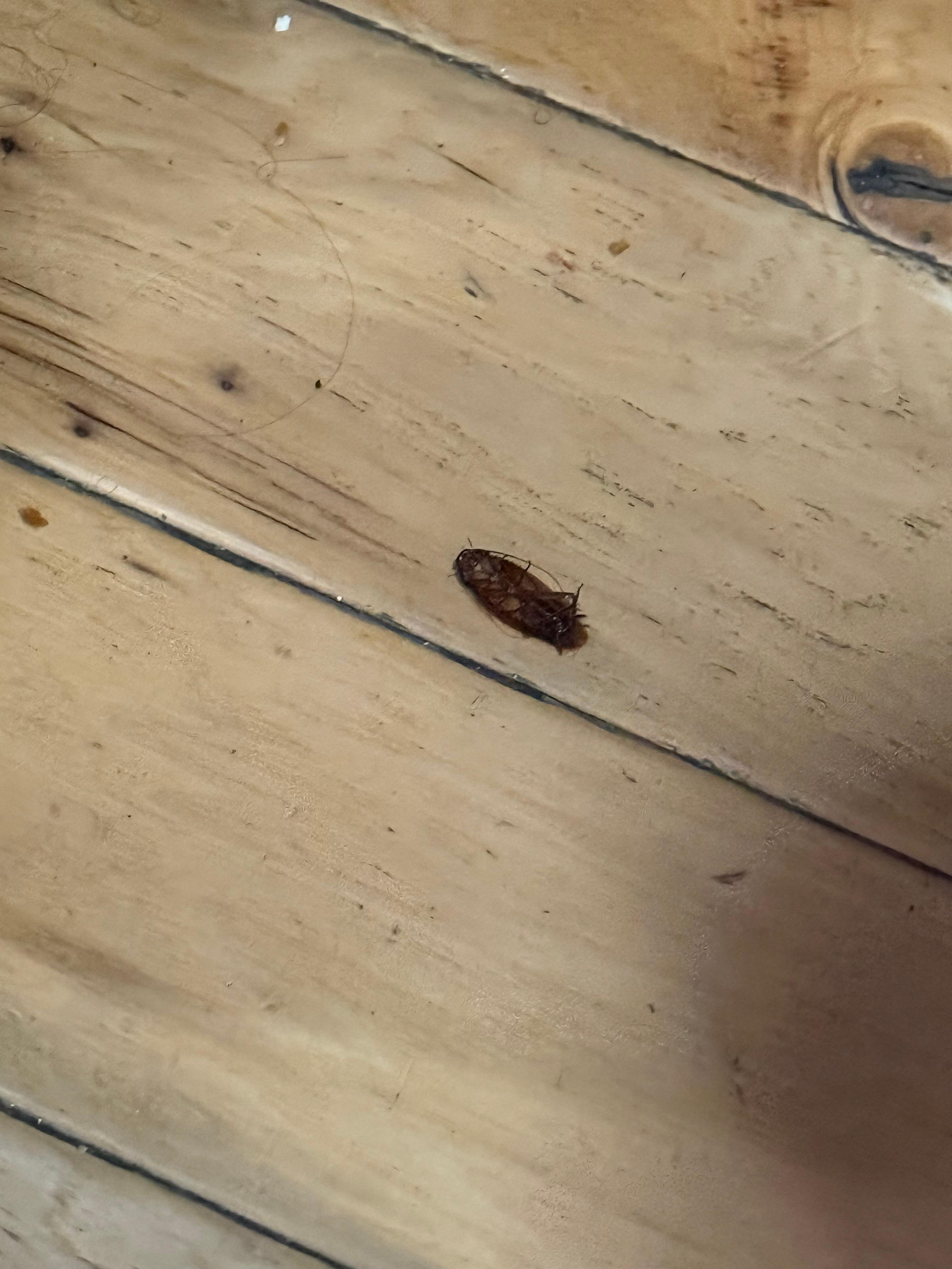 Dead roach in kitchen