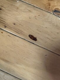 Dead roach in kitchen