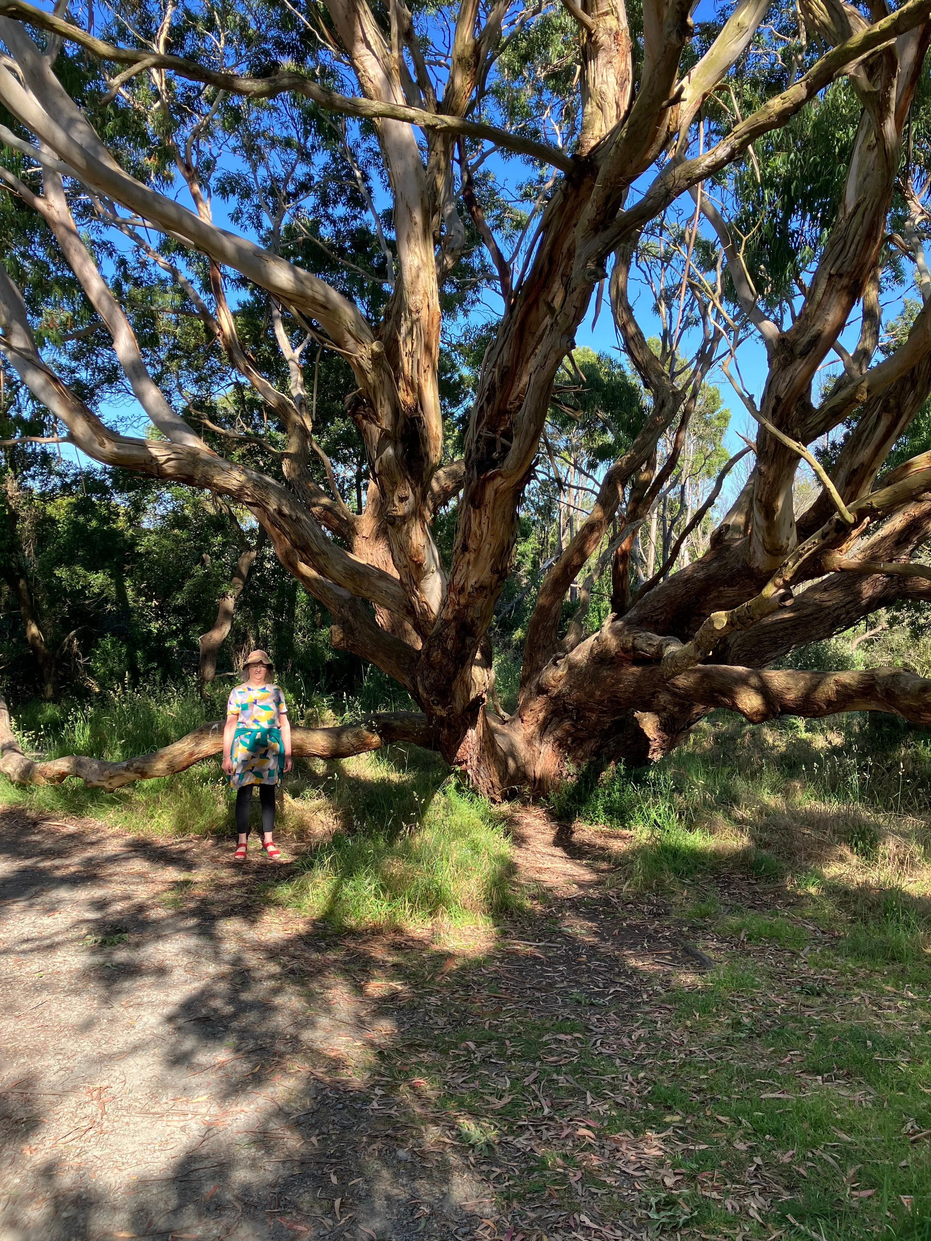 A grand old tree by the track through reserve