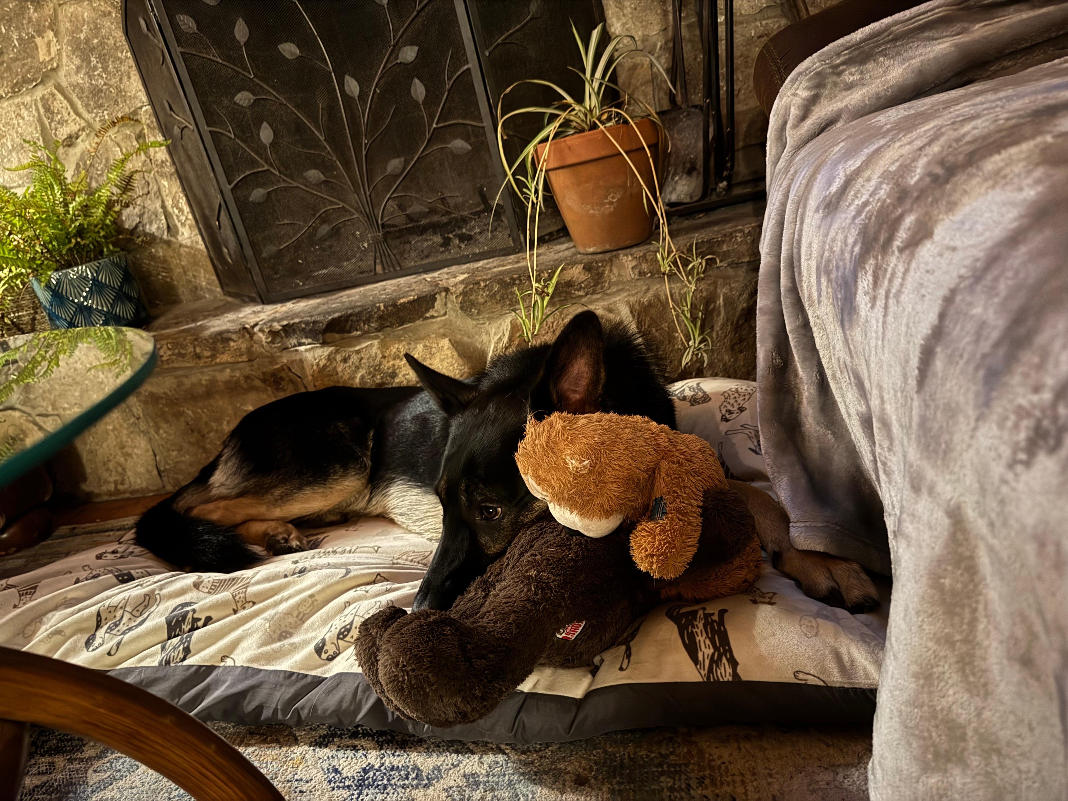 Rex loved laying in front of the fireplace!