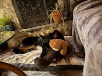 Rex loved laying in front of the fireplace!