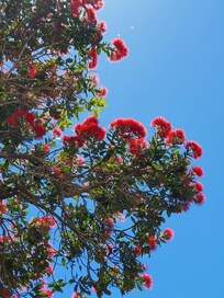 Pohutakawa in bloom