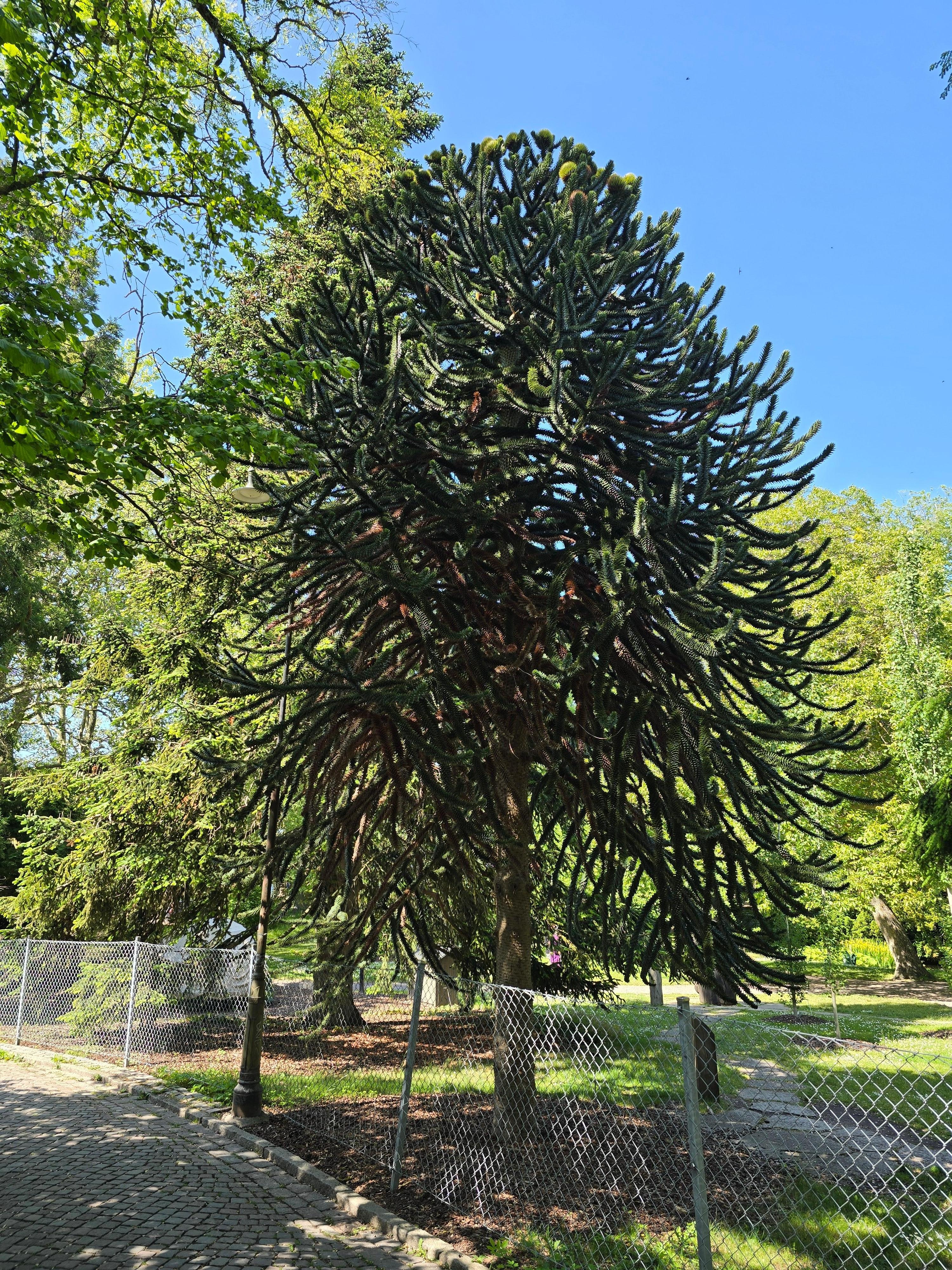 Appskräk Botaniska Trädgård.