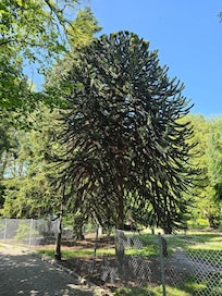 Appskräk Botaniska Trädgård.