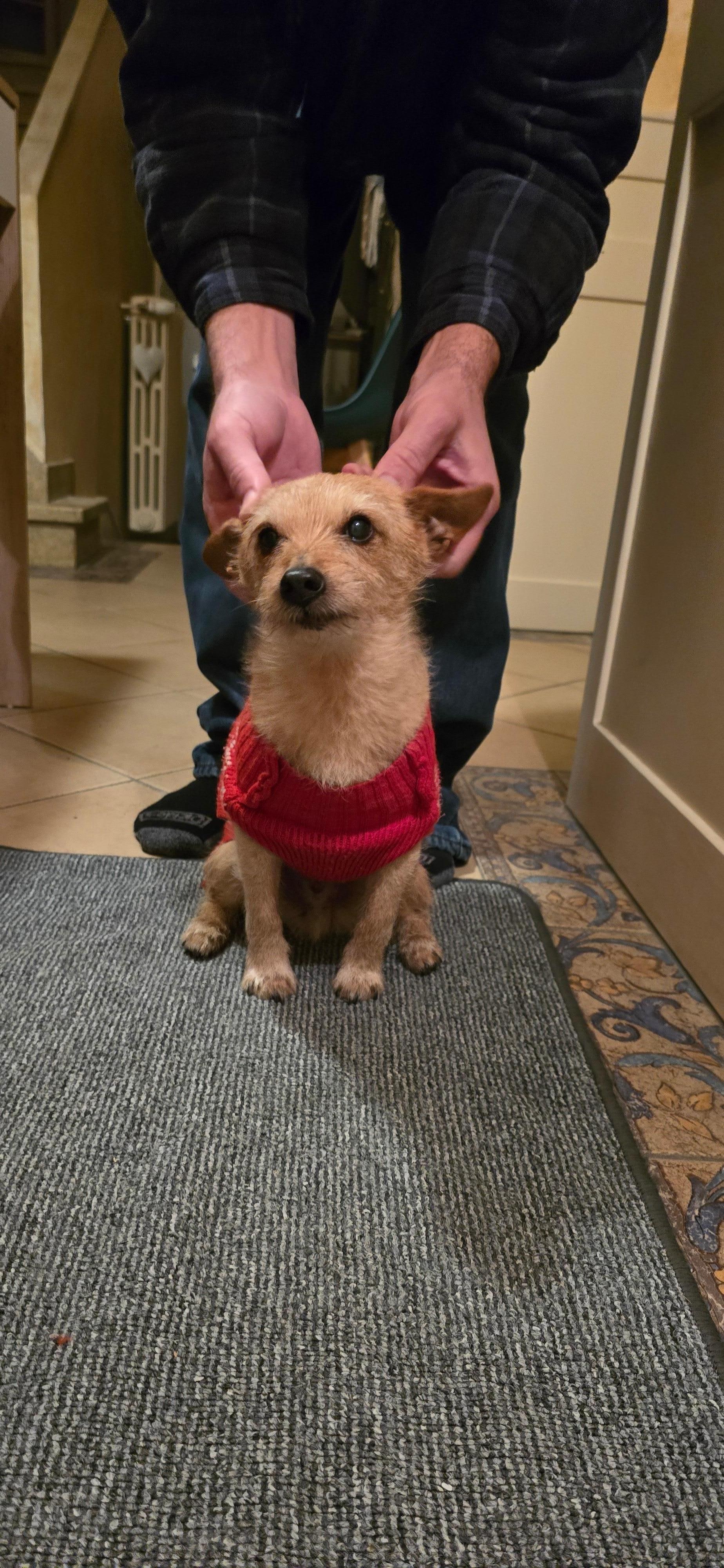 The friendliest puppy will also greet you upon arrival.