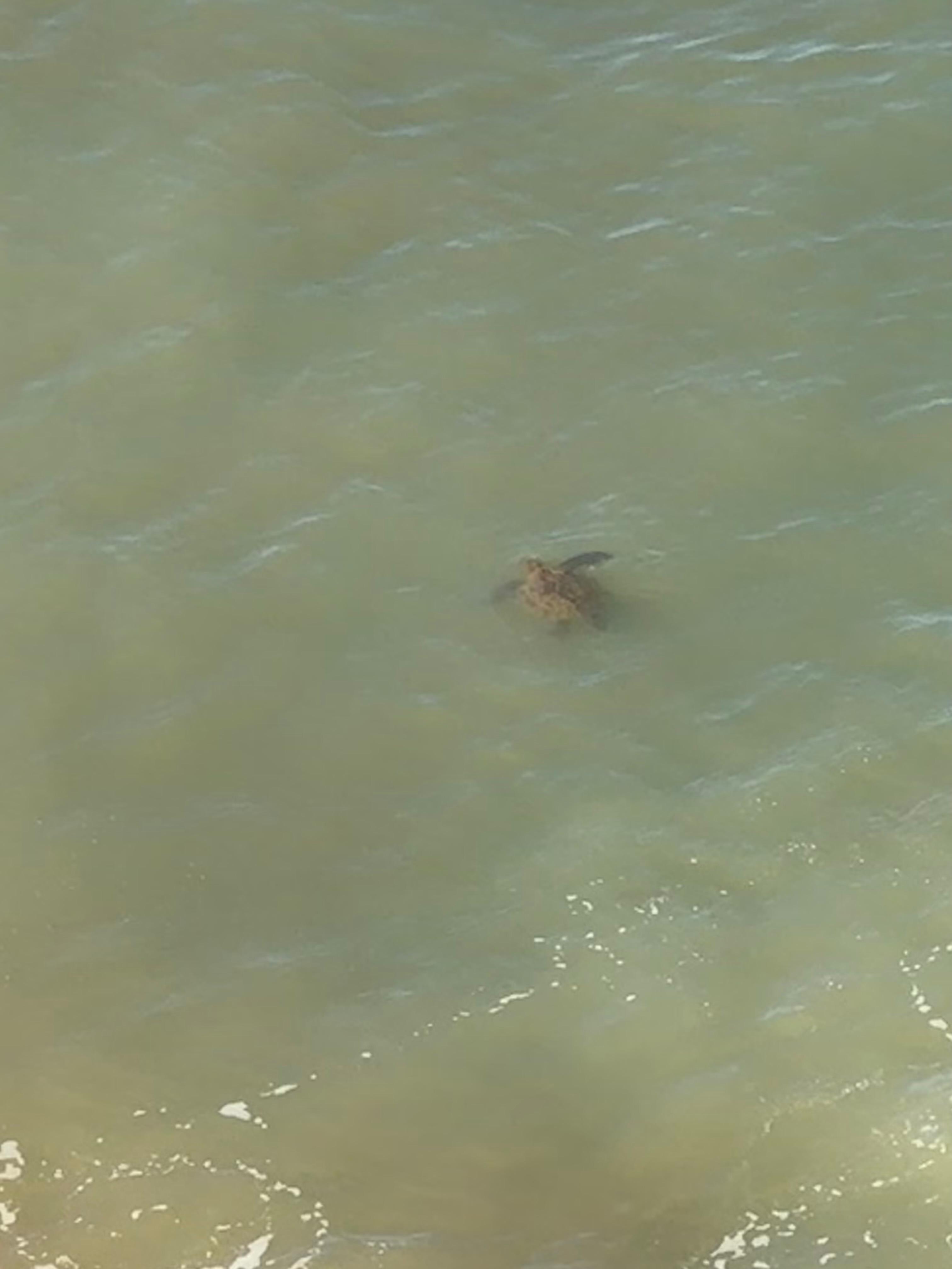 One of the turtles swimming below the balcony