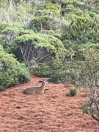 Deer outside bedroom window