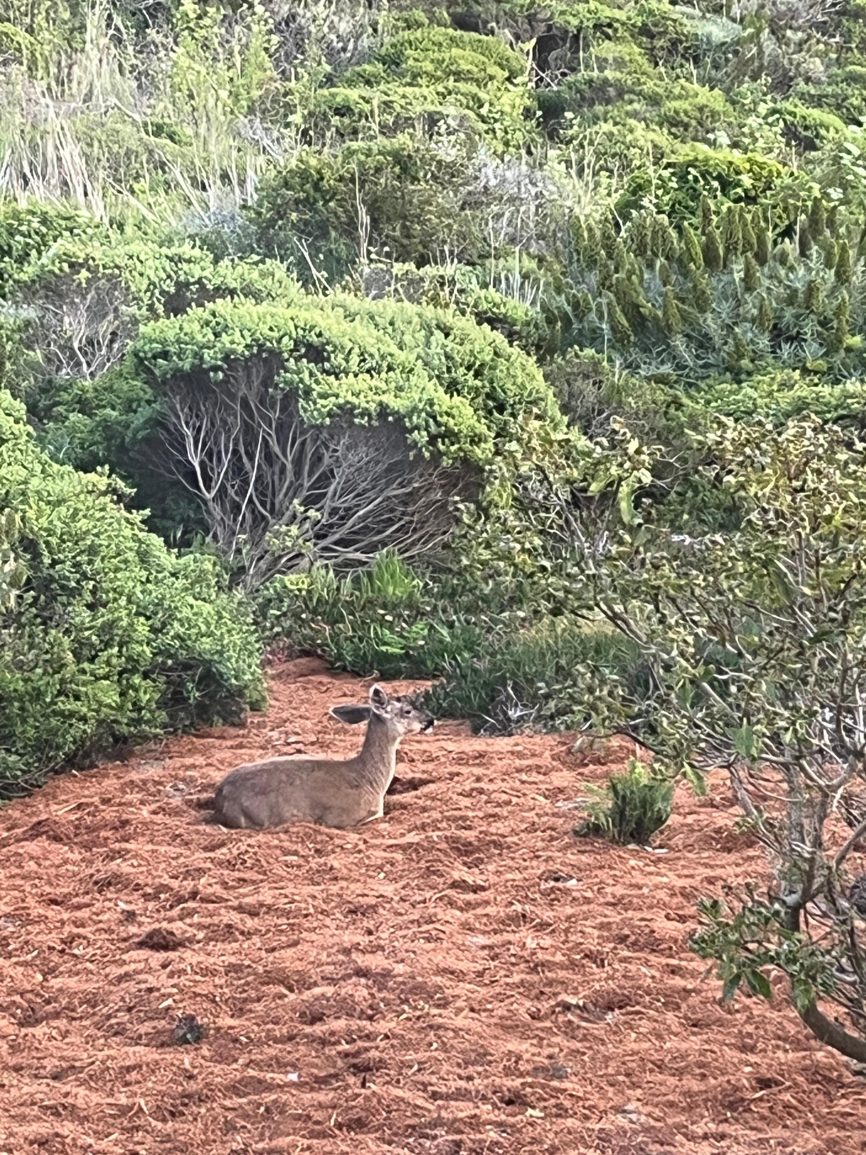 Deer outside bedroom window