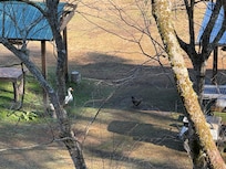 Geese and chickens