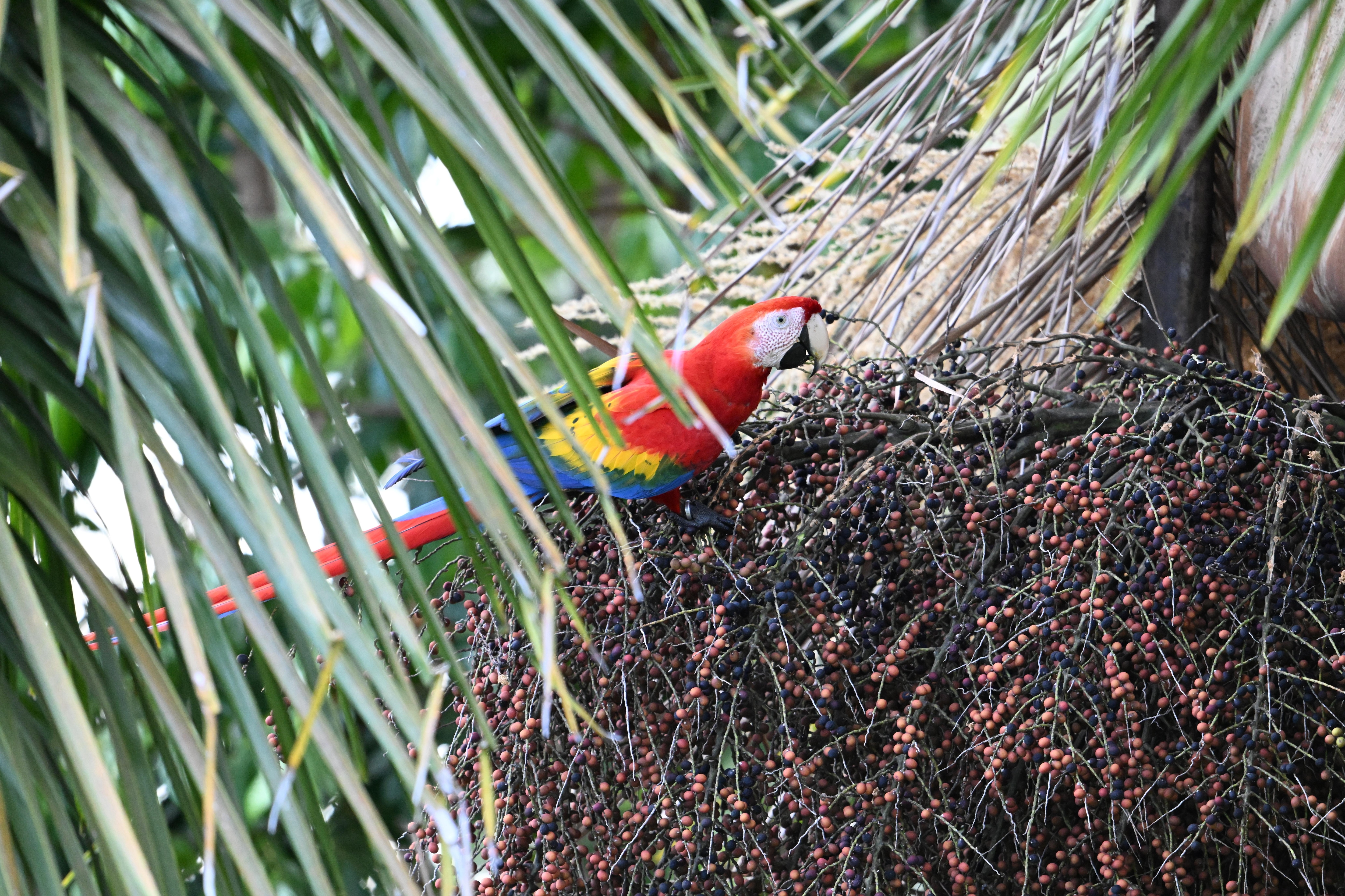 Scarlet macaw - The scarlet macaw and all the other animals pictured were seen almost daily at the house.