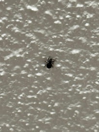 Bugs on the walls and ceiling