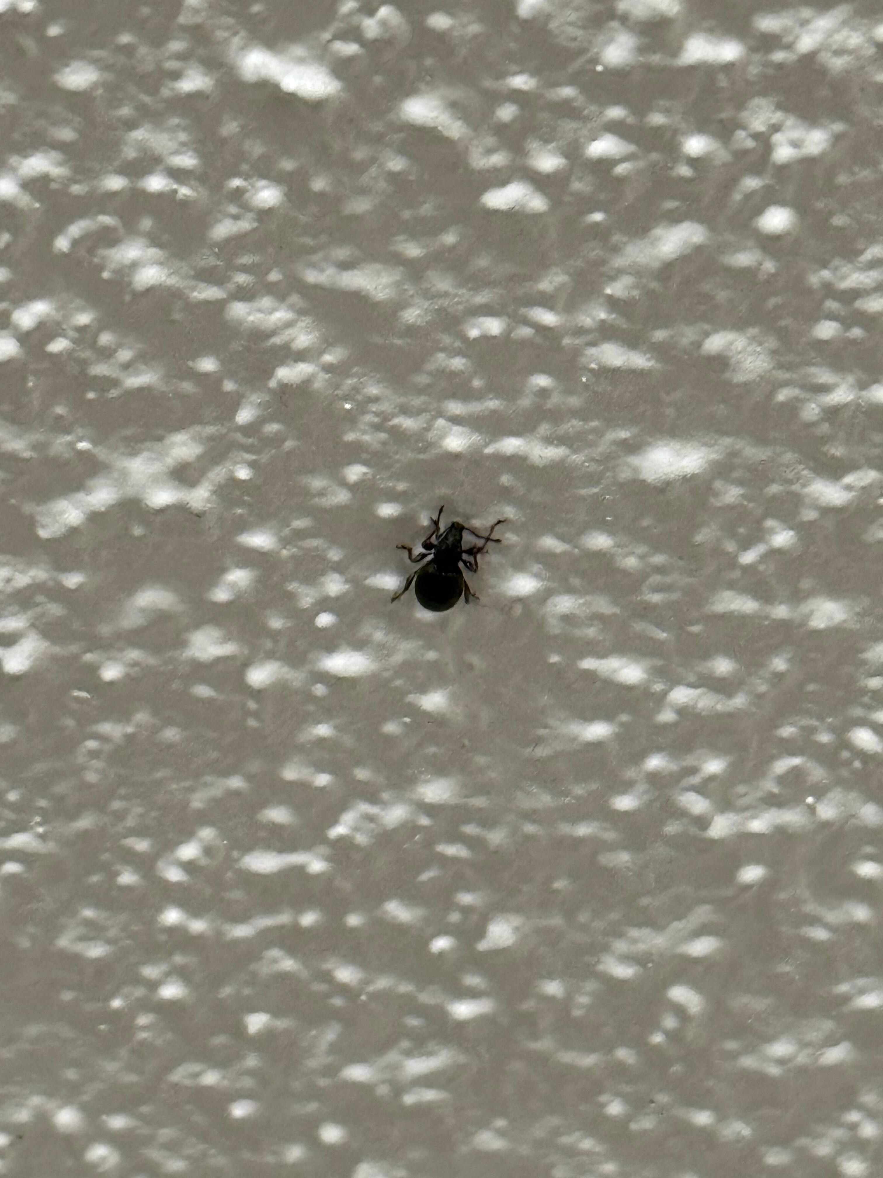 Bugs on the walls and ceiling