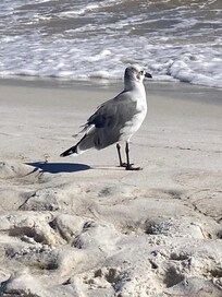 Found a friend
