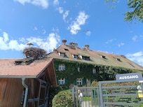 Störche Affenberg Salem